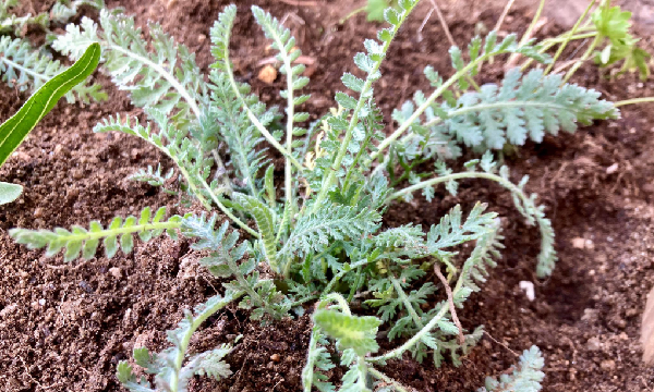 Achillea clypeolata